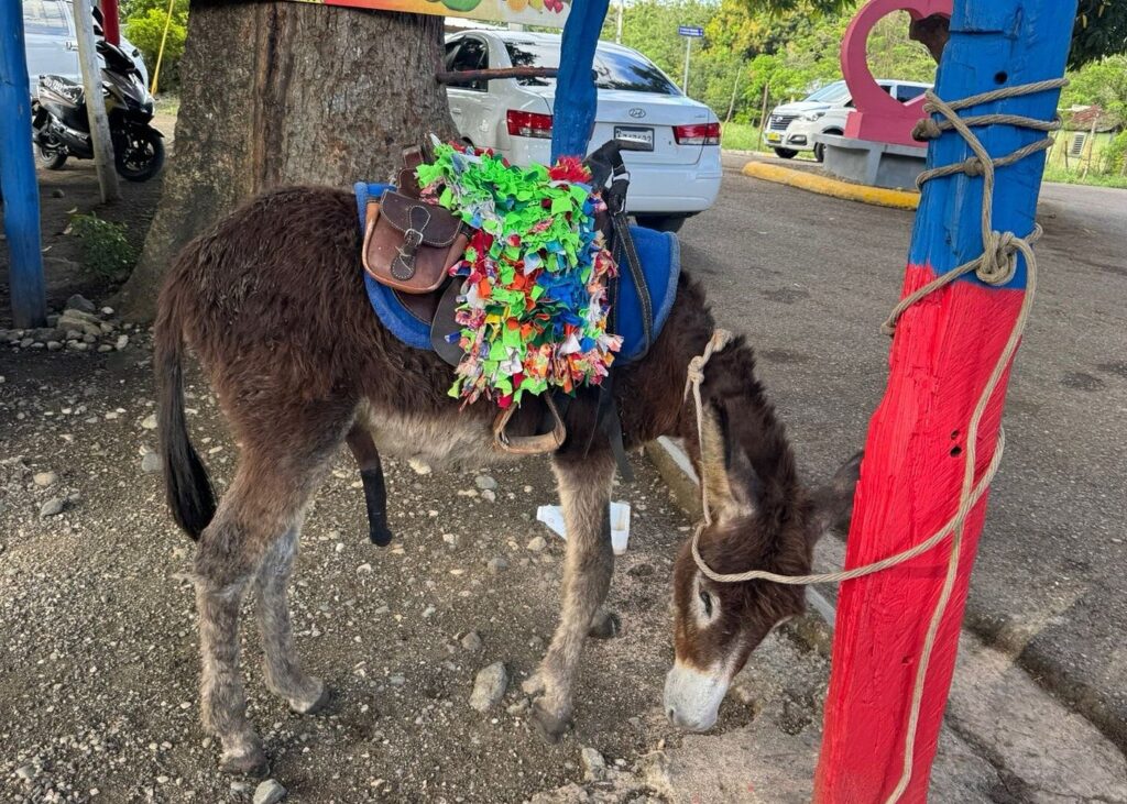 VIP Cultural and Gastronomic Experience in the Dominican Republic 6